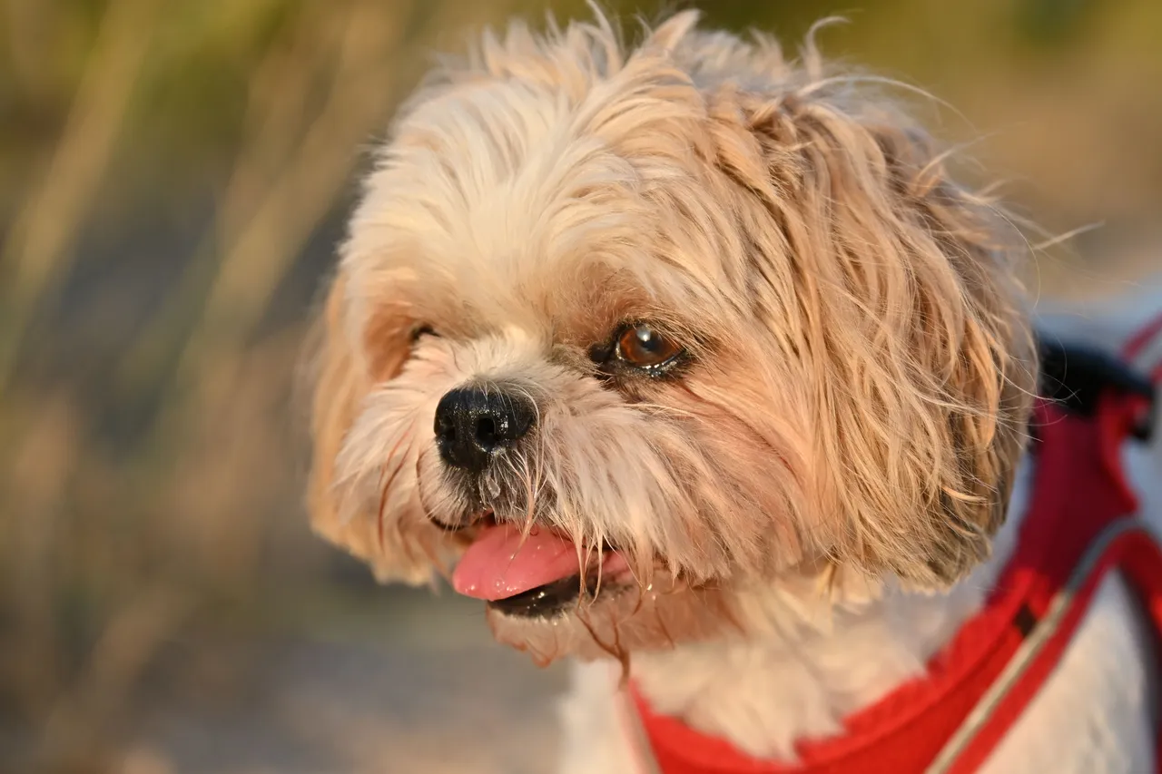Shih Tzu gros plan de tête, langue sortie, portant un harnais rouge