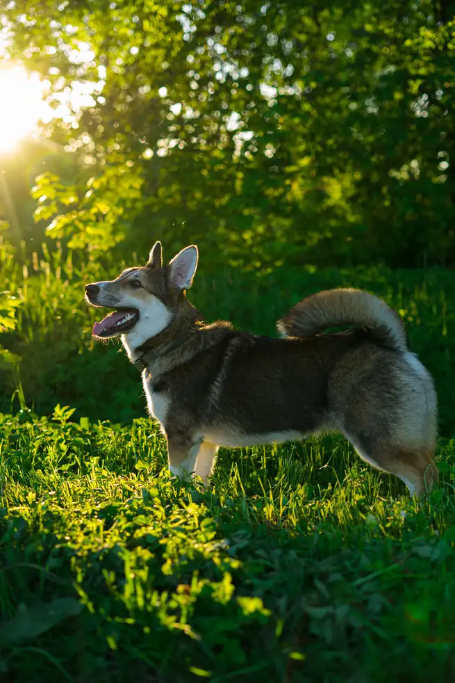 Spitz des Wisigoths (Vallhund suédois) debout dans l'herbe au coucher du soleil, profil gauche