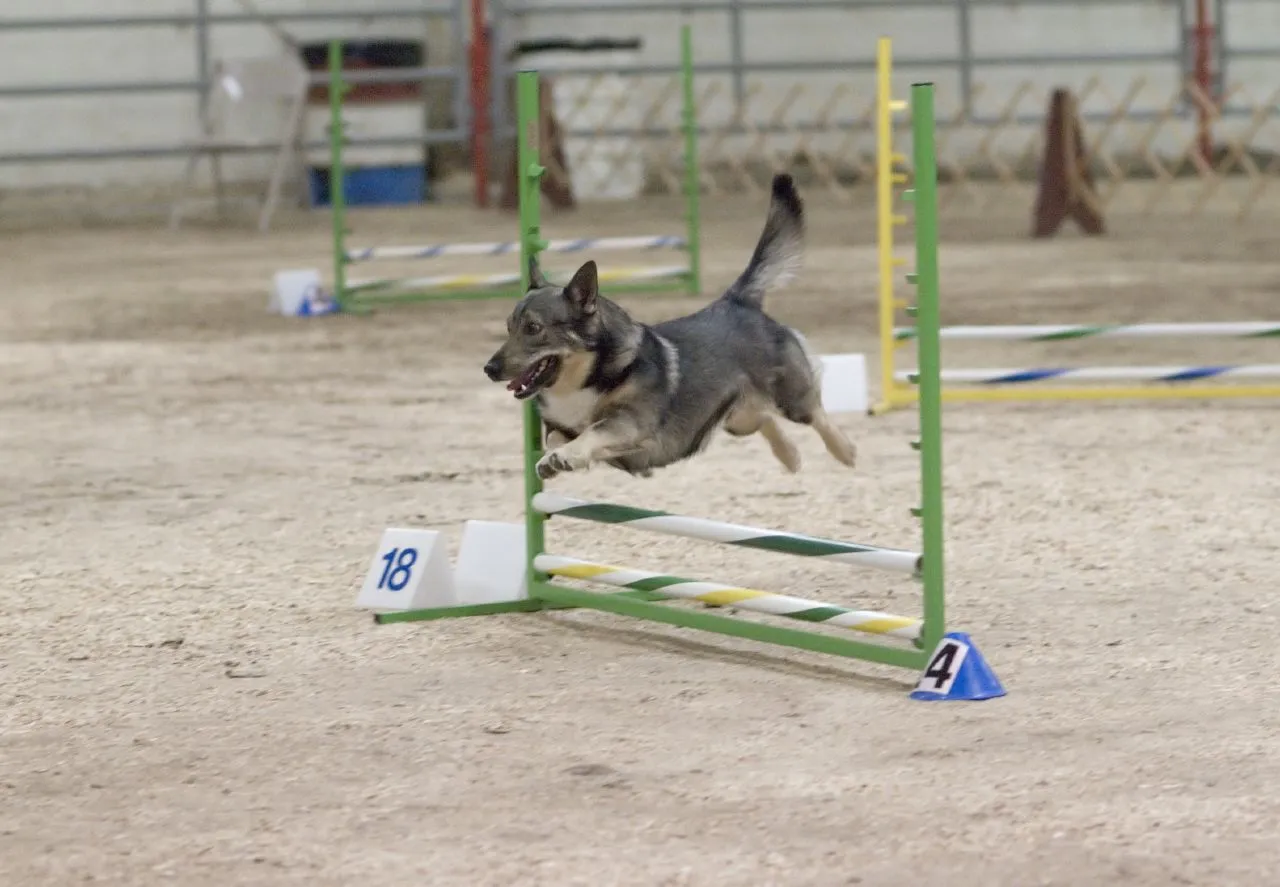 Spitz des Wisigoths (Vallhund suédois) sautant un obstacle en concours d'agilité