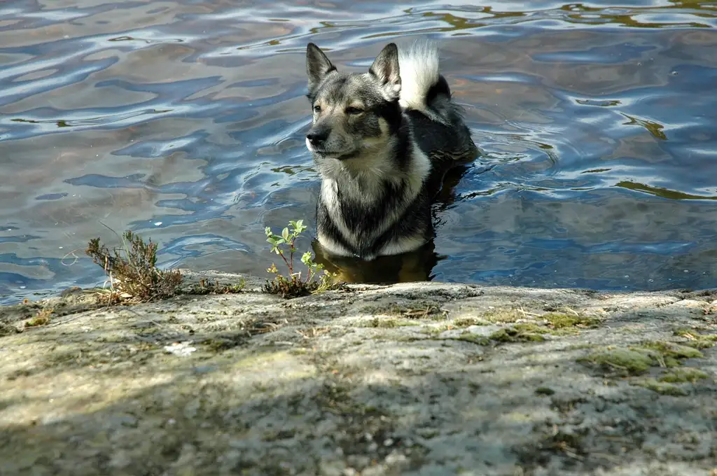 Spitz des Wisigoths (Vallhund suédois) debout dans l'eau près d'un rocher