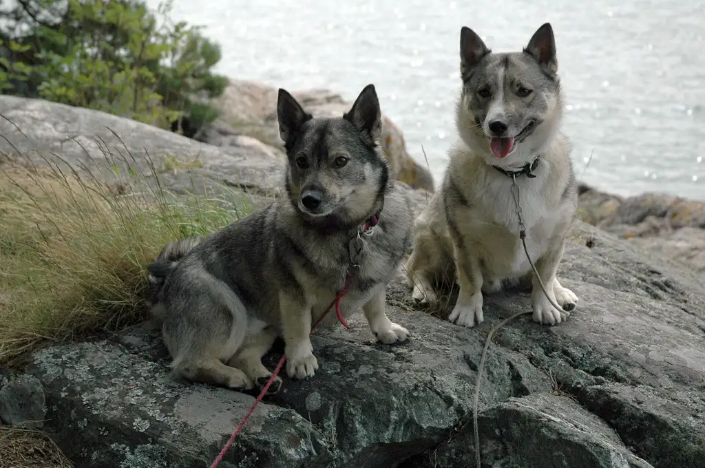 Spitz des Wisigoths (Vallhund suédois) : deux chiens assis sur des rochers au bord de l'eau