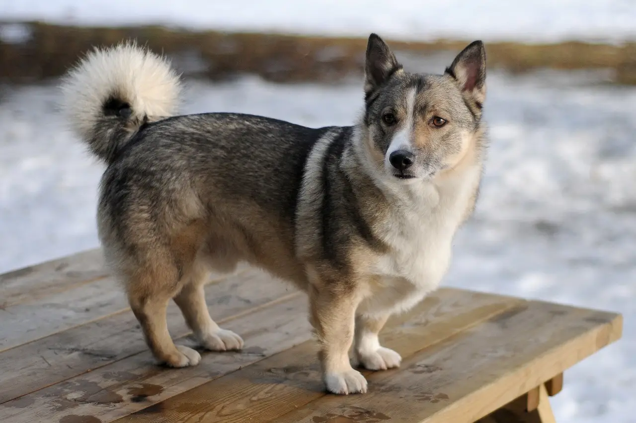 Spitz des Wisigoths (Vallhund suédois) debout sur une table en bois avec de la neige en arrière-plan
