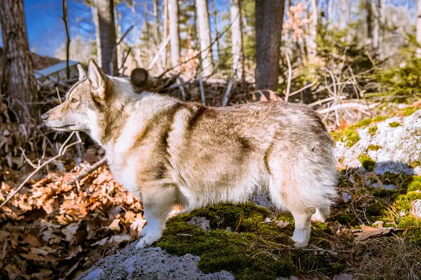 Spitz des Wisigoths (Vallhund suédois) debout sur un rocher dans un sous-bois