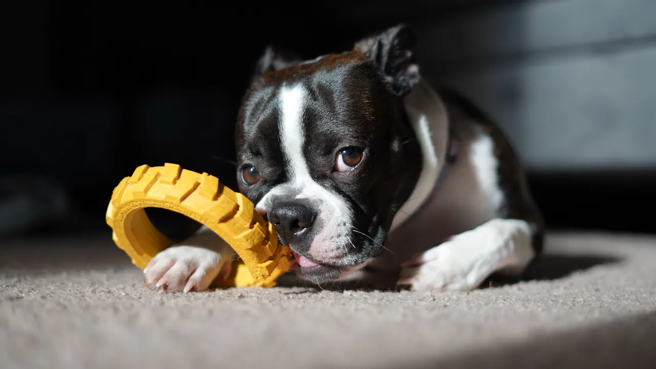 Terrier de Boston couché sur un tapis mâchant un jouet jaune