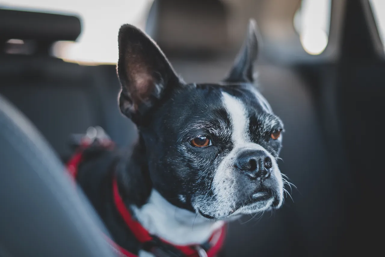 Terrier de Boston assis dans une voiture, gros plan de la tête