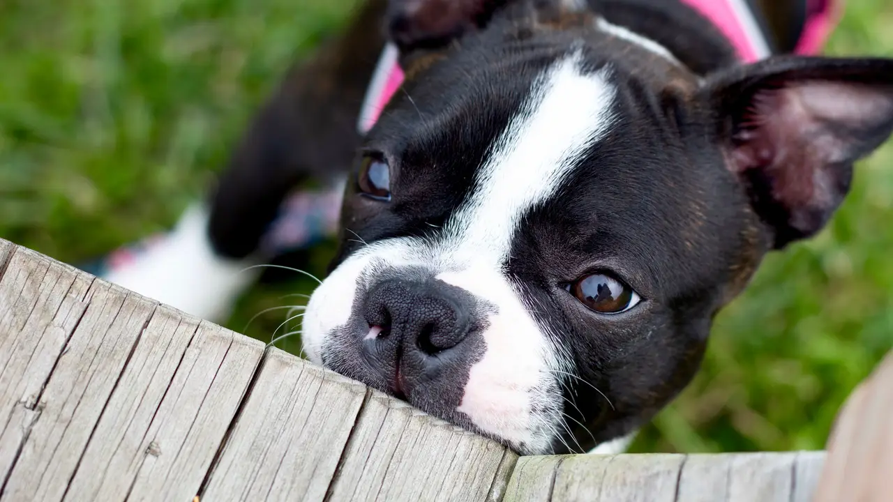 Terrier de Boston regardant par-dessus une planche de bois
