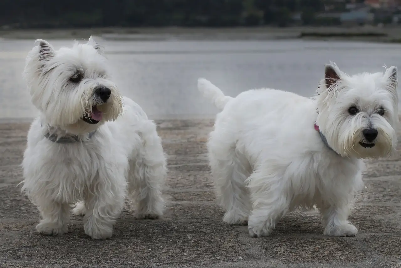 West Highland White Terrier, deux chiens blancs debout sur un quai près de l'eau