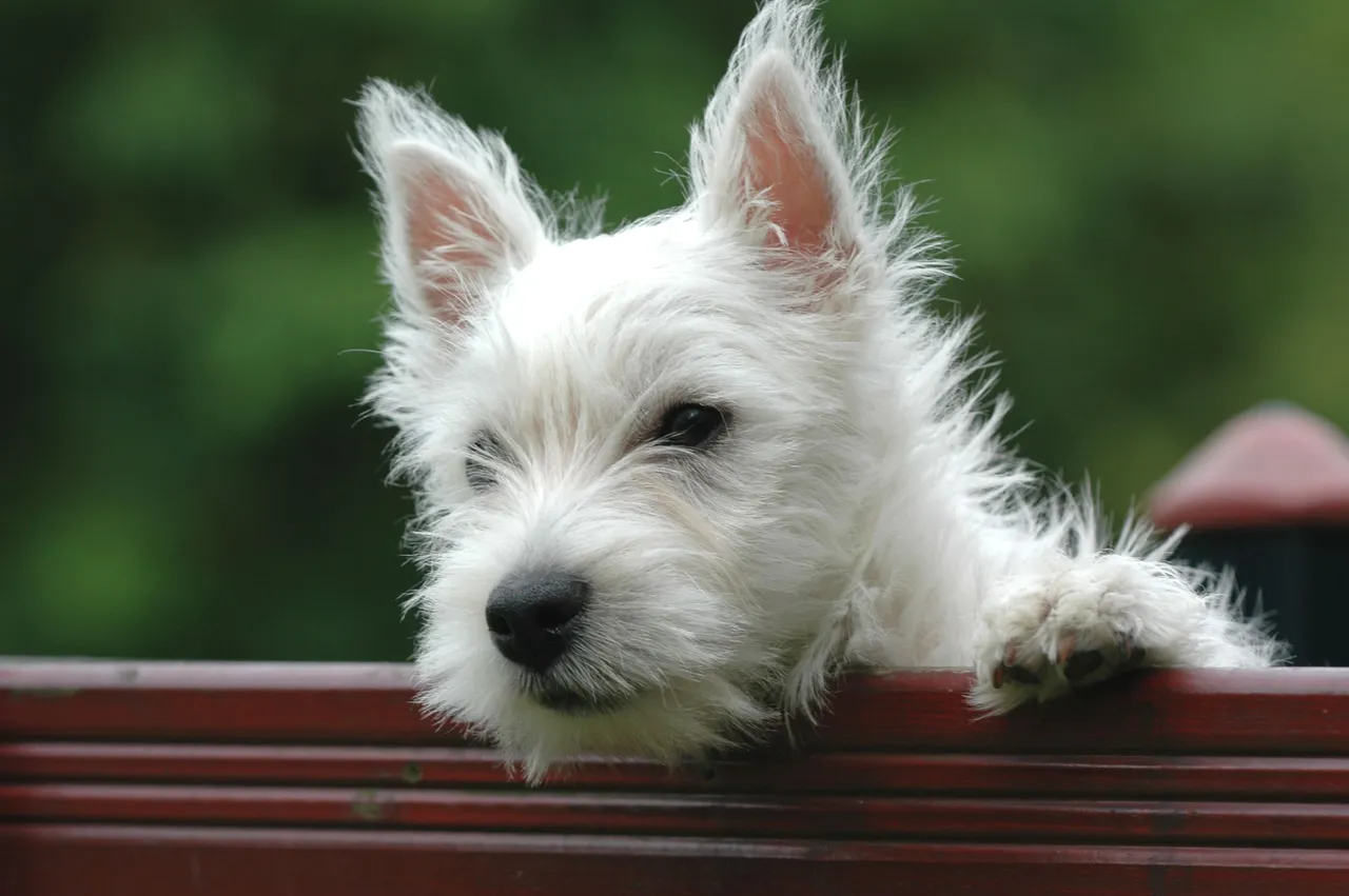 West Highland White Terrier appuyé sur un banc, tête posée sur le rebord