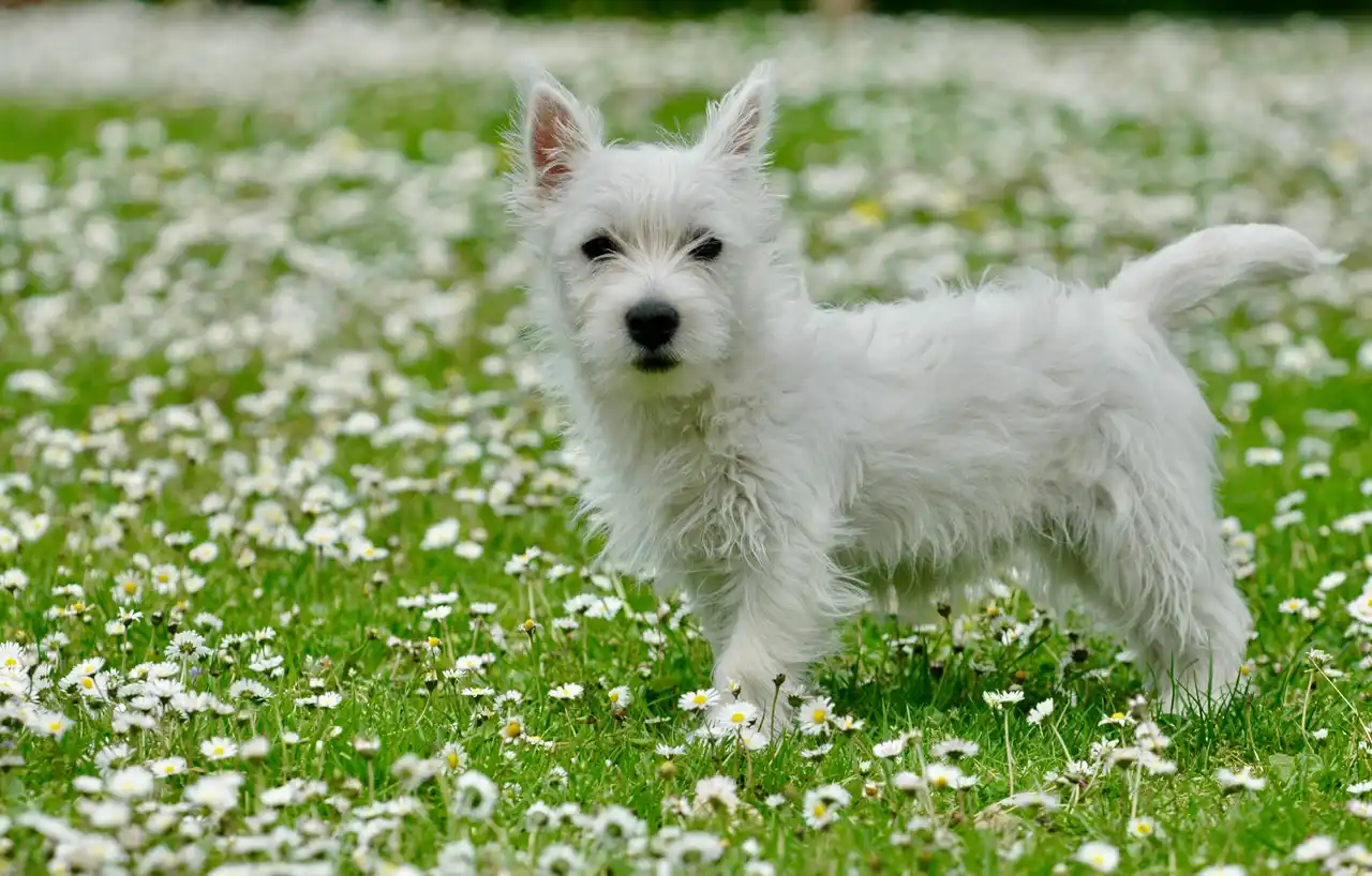 West Highland White Terrier debout dans un champ de marguerites