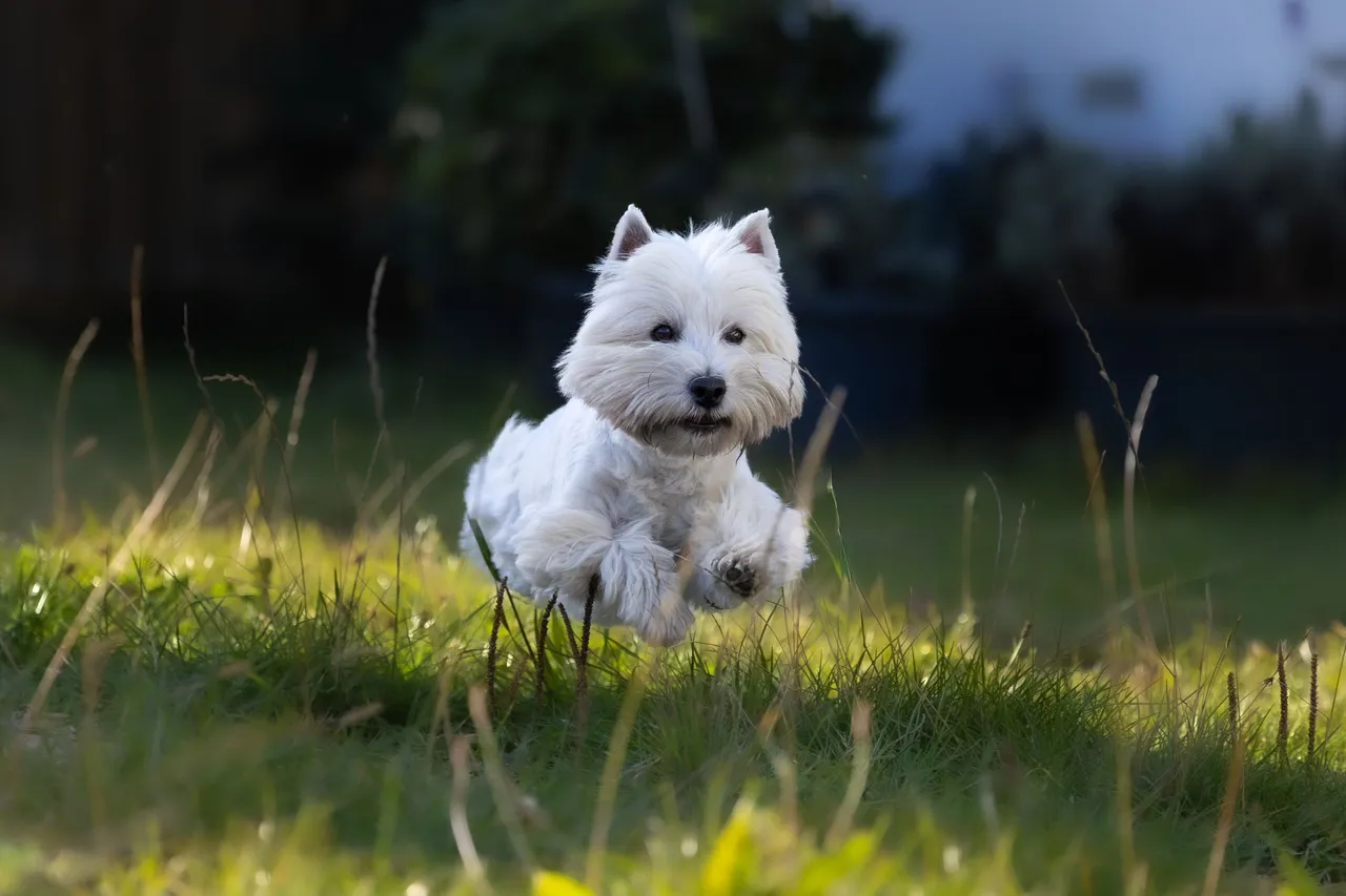 West Highland White Terrier sautant dans l'herbe
