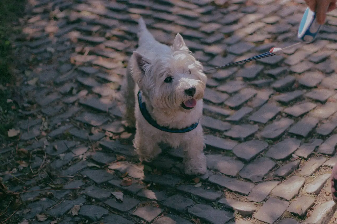 West Highland White Terrier en laisse sur un chemin pavé