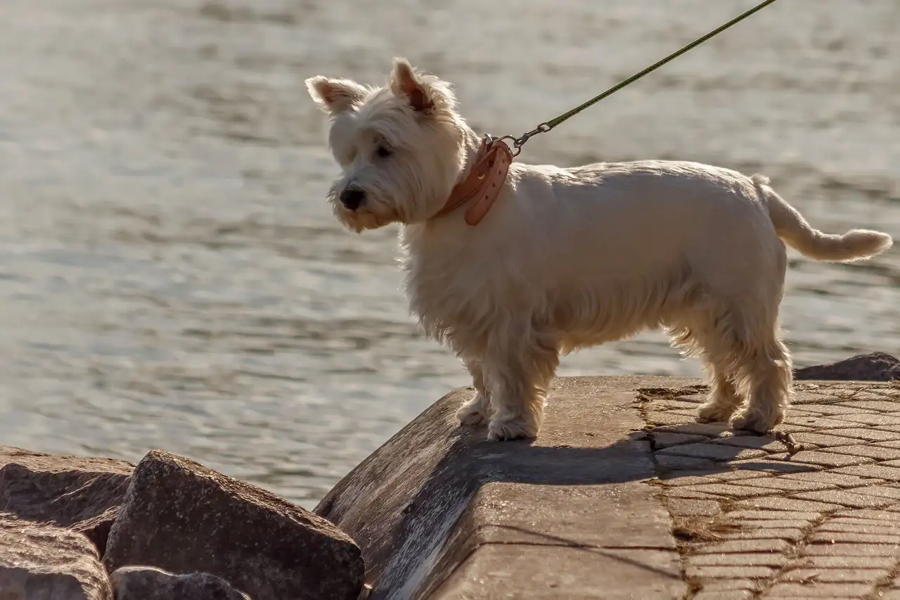 West Highland White Terrier debout sur un quai près de l'eau