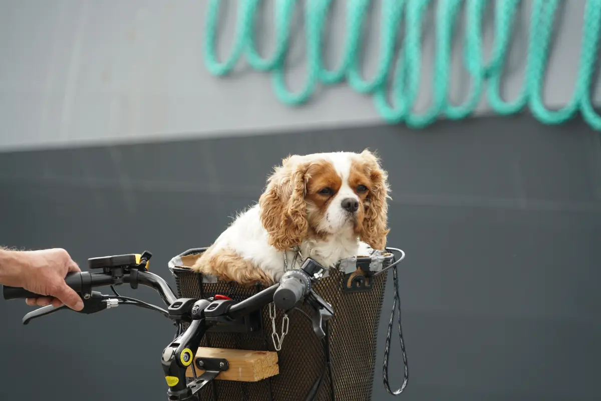 Petit chien installé dans un panier de vélo fixé au guidon