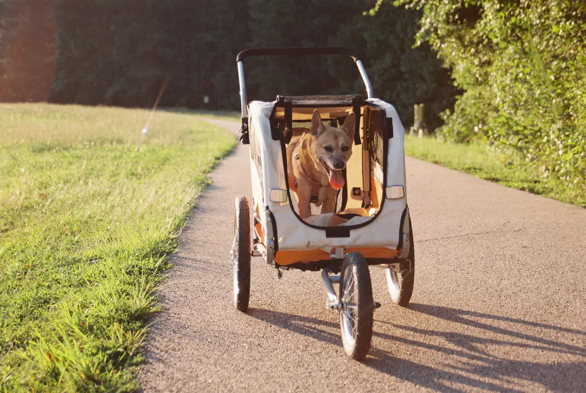 Chien confortablement installé dans une remorque de vélo sur un chemin ensoleillé