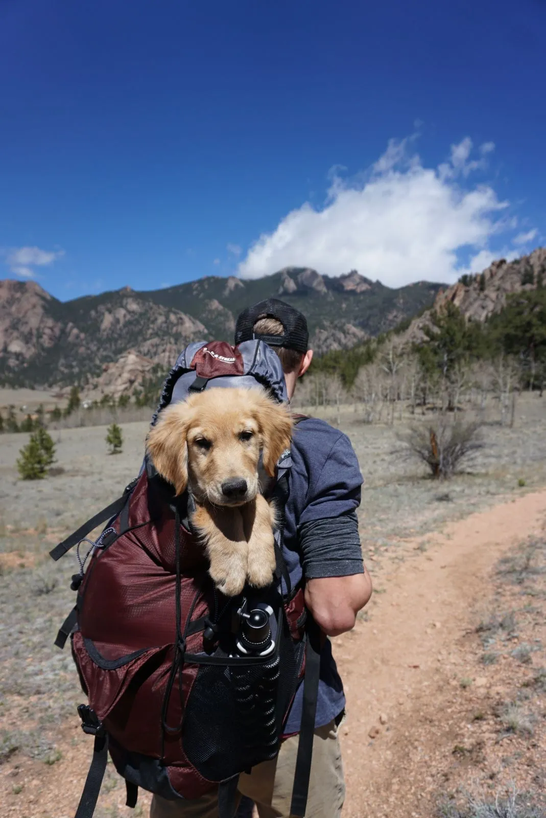 Chiot porté dans un sac à dos de transport en pleine randonnée en montagne