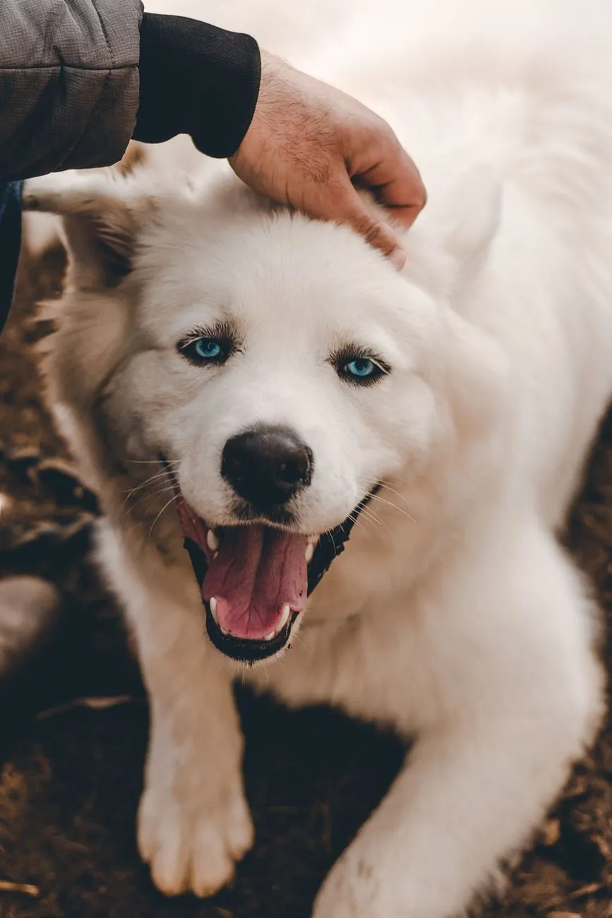 Chien blanc aux yeux bleus clairs, caressé en extérieur