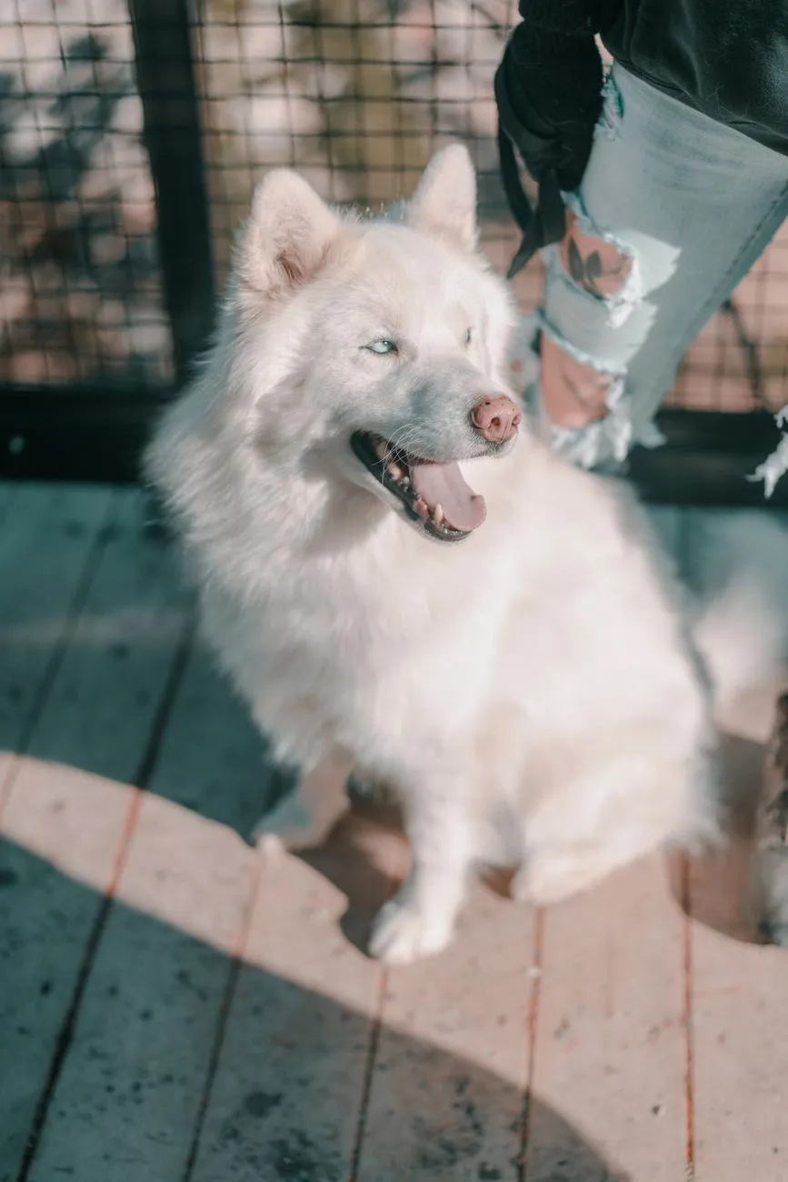 Chien blanc à poil touffu et aux yeux bleus, au physique proche du husky, assis en extérieur