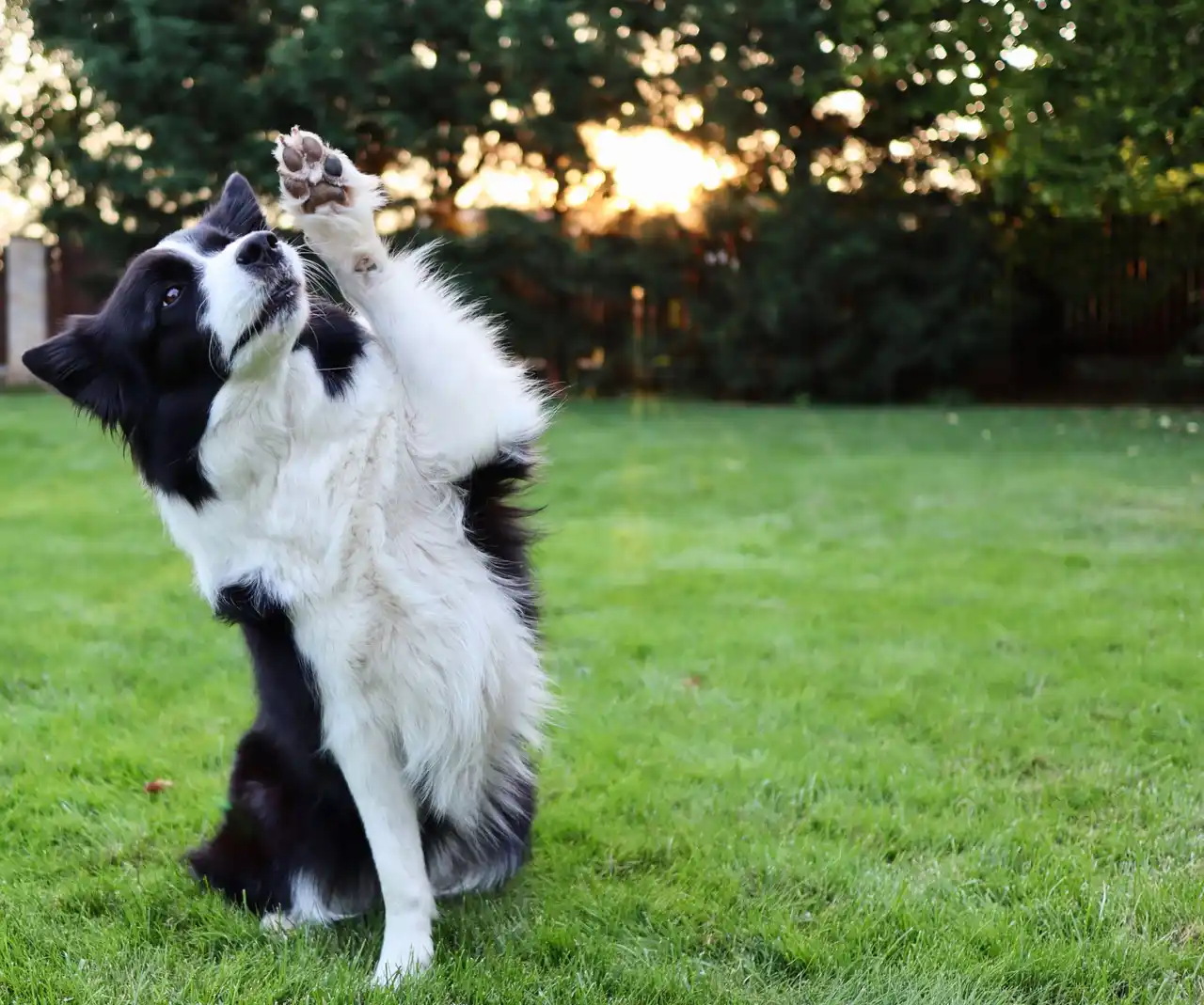 Border collie noir et blanc levant une patte pour exécuter un tour en extérieur