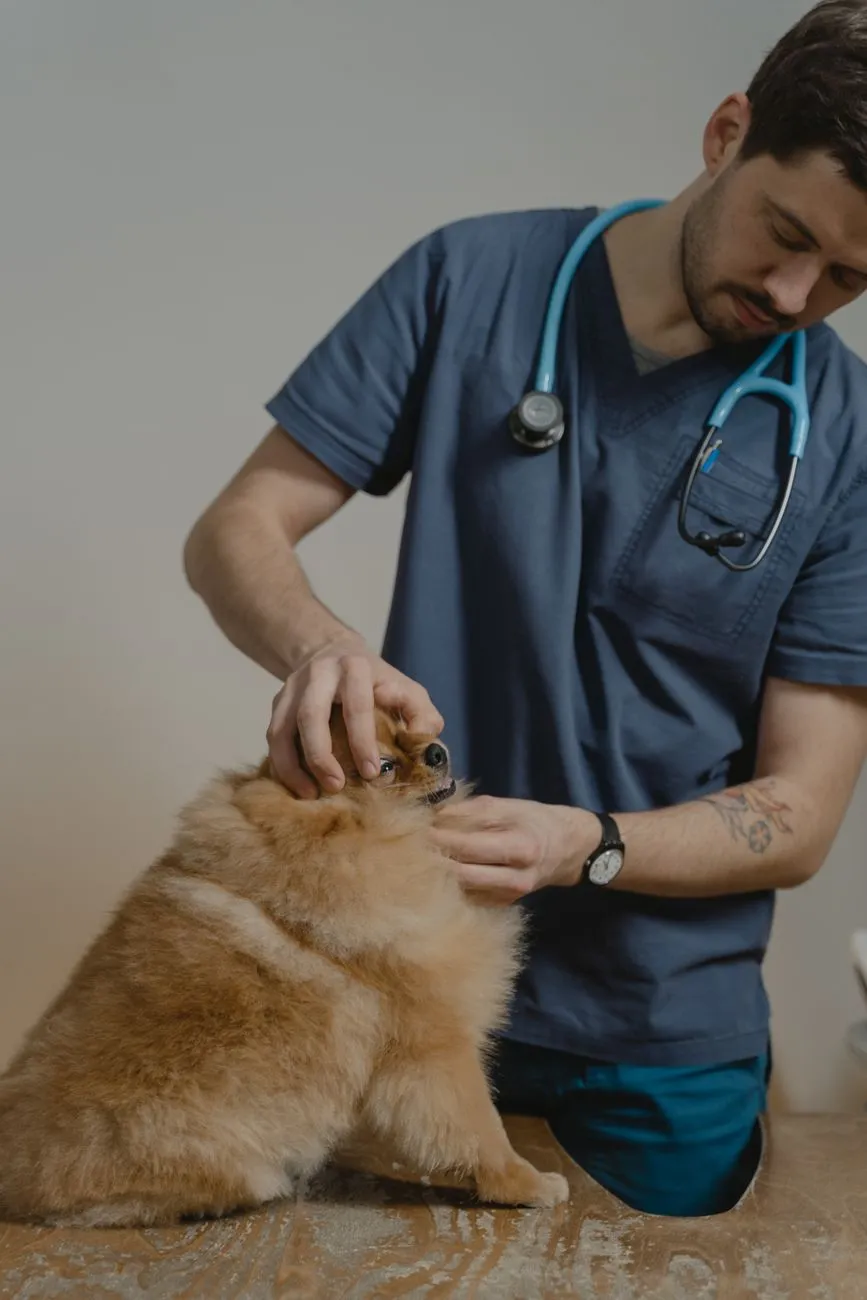Vétérinaire en blouse bleue examinant un chien en consultation