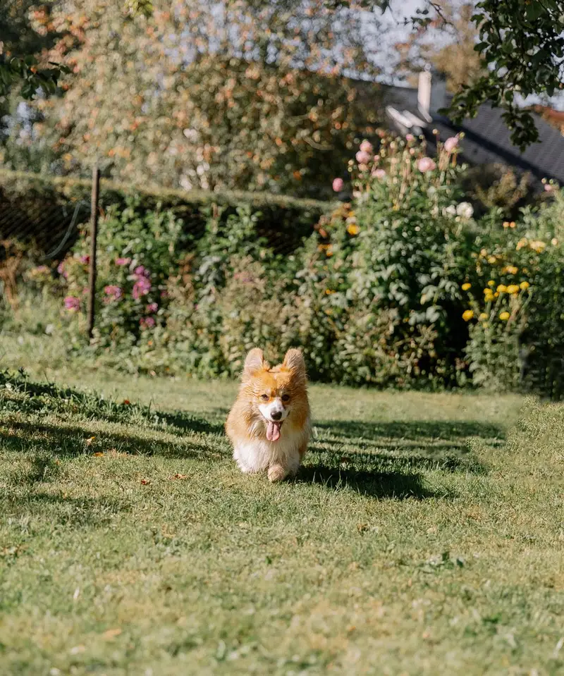 Welsh Corgi courant joyeusement dans un jardin fleuri