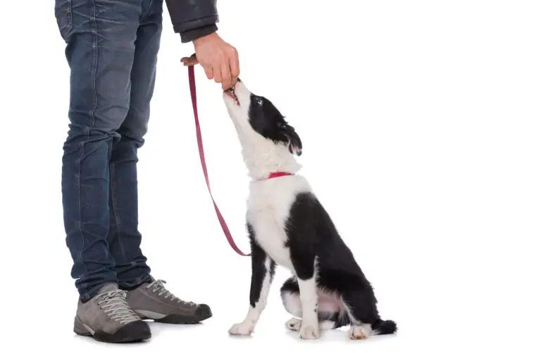 apprendre le assis à son chien