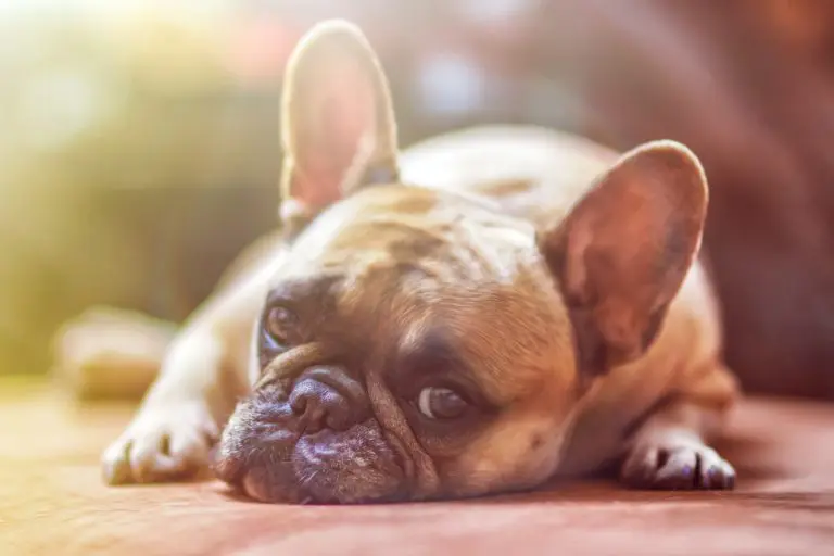 Éduquer son chien