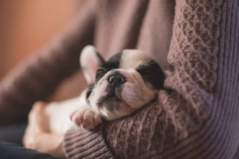 première nuit avec un chiot