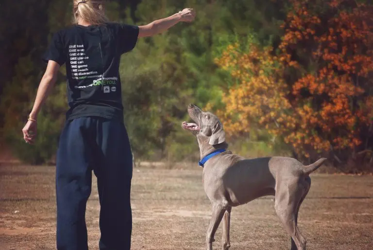 Dressez votre chien en 15 minutes par jour