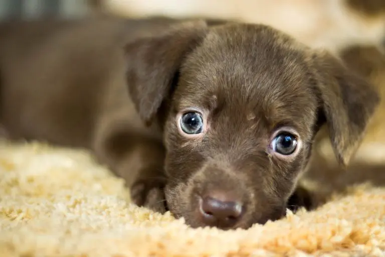 apprendre au chiot à rester seul