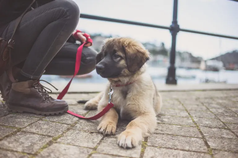 L’apprentissage de la laisse chez le chiot