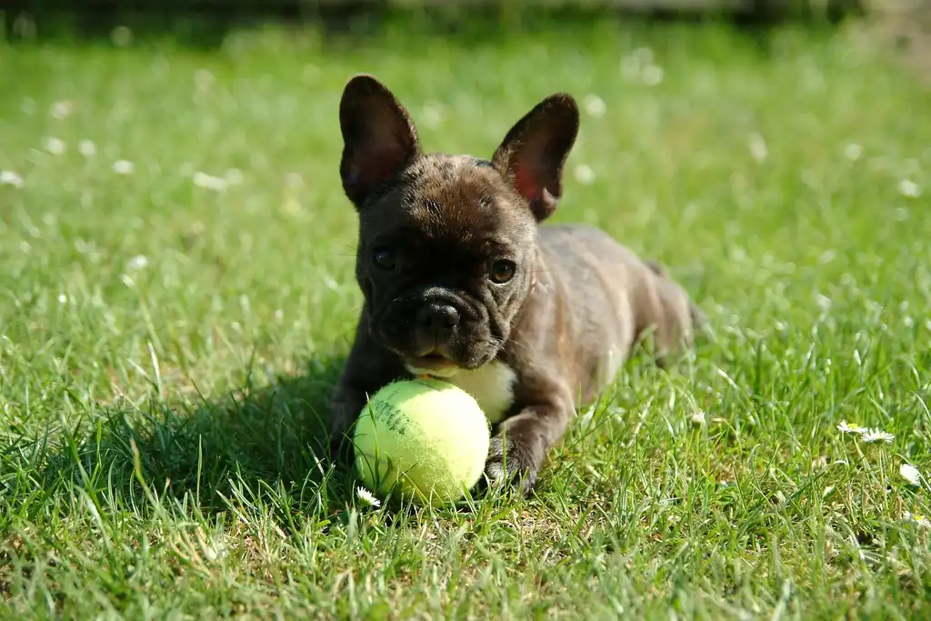 documents lors de l'achat d'un chiot