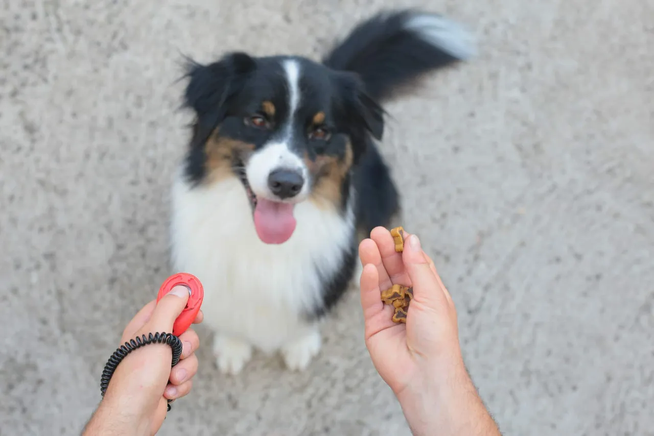 clicker training