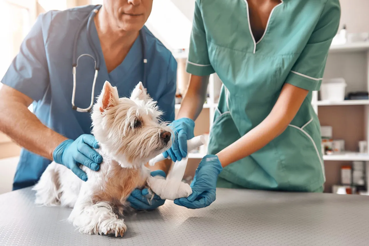 chien calme chez le vétérinaire