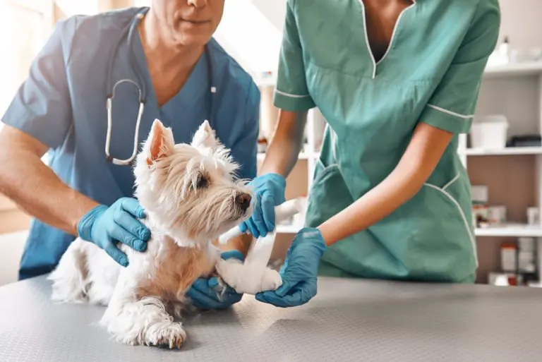 chien calme chez le vétérinaire