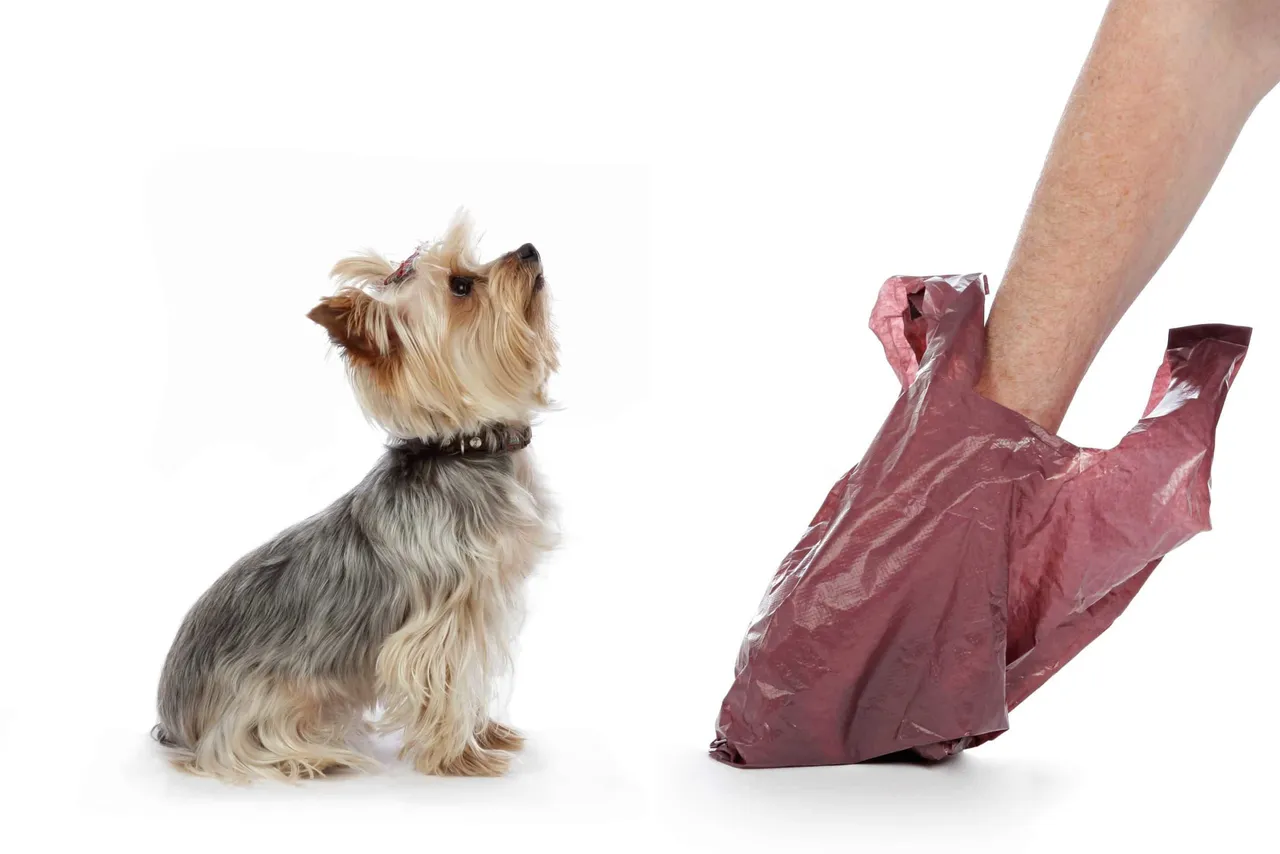 déjections canines