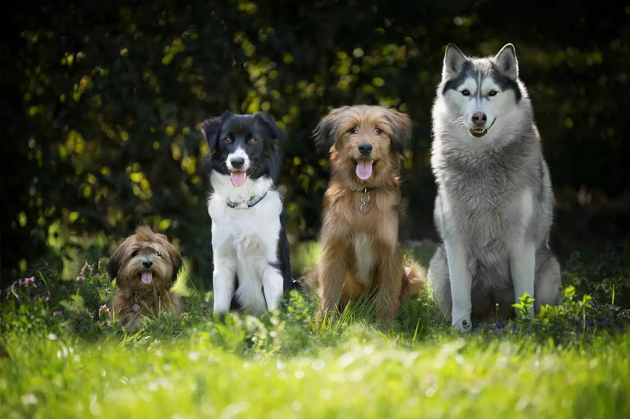 mythes canins