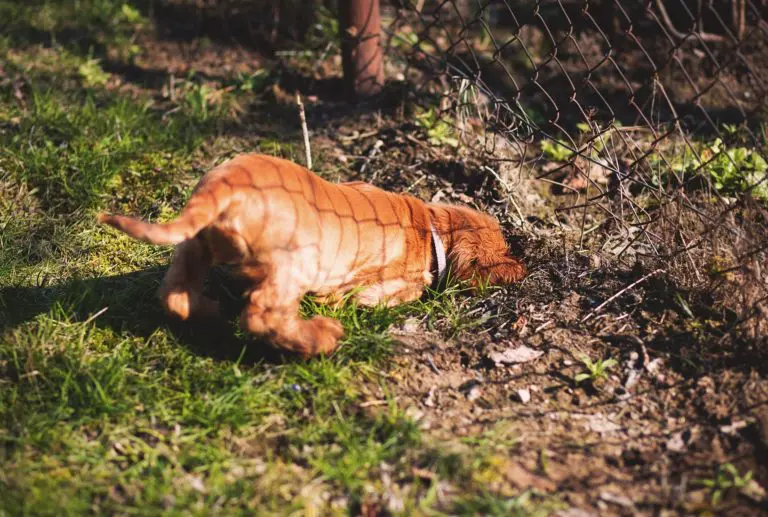 chien creuse des trous