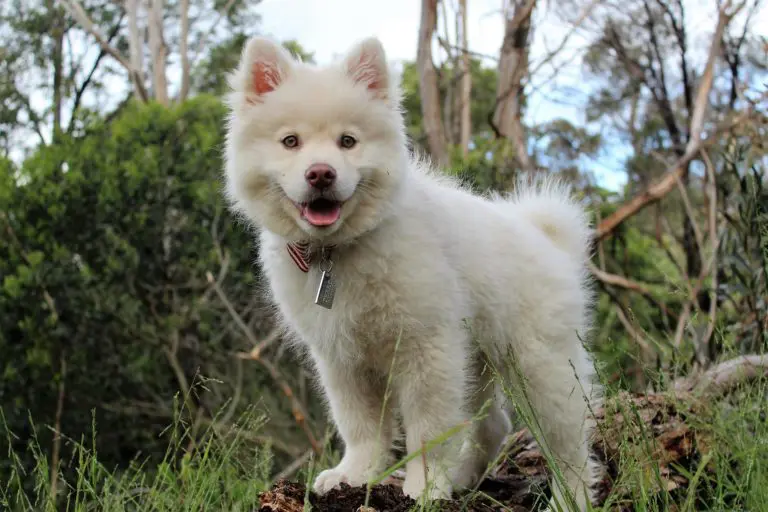 Mon chien urine