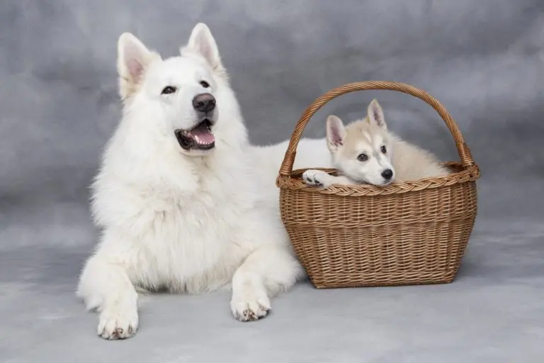 chien mâle ou femelle