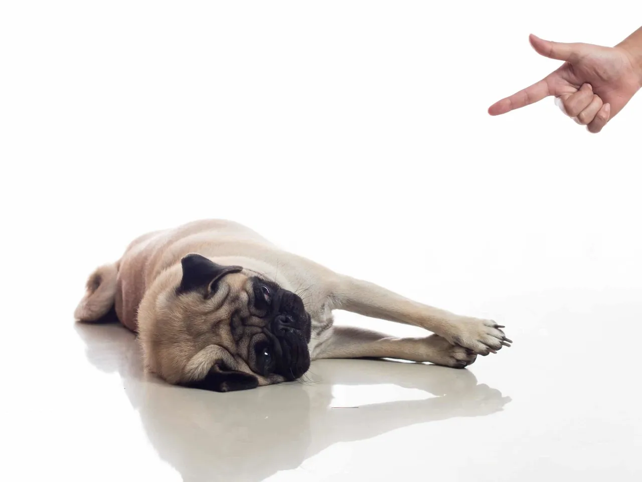 Apprendre le "Pan t'es mort" à son chien
