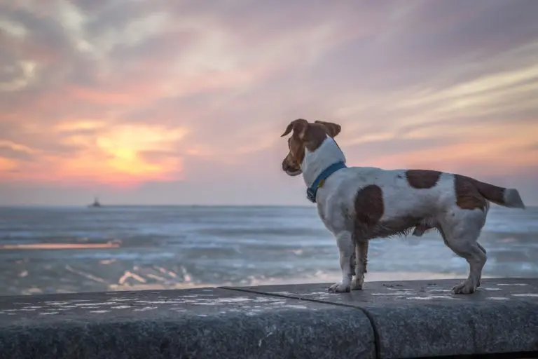 mon chien est perdu