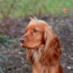 éduquer un cocker anglais spaniel