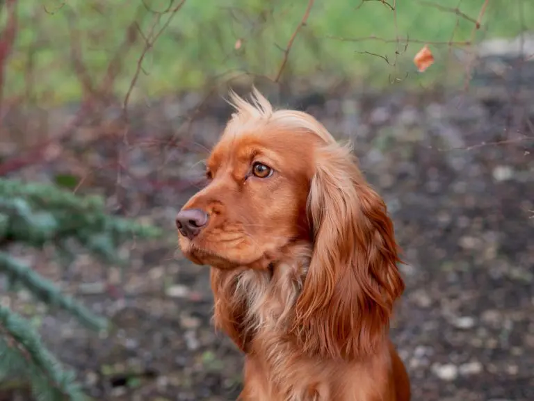 éduquer un cocker anglais spaniel
