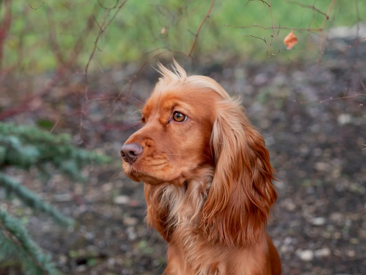 éduquer un cocker anglais spaniel