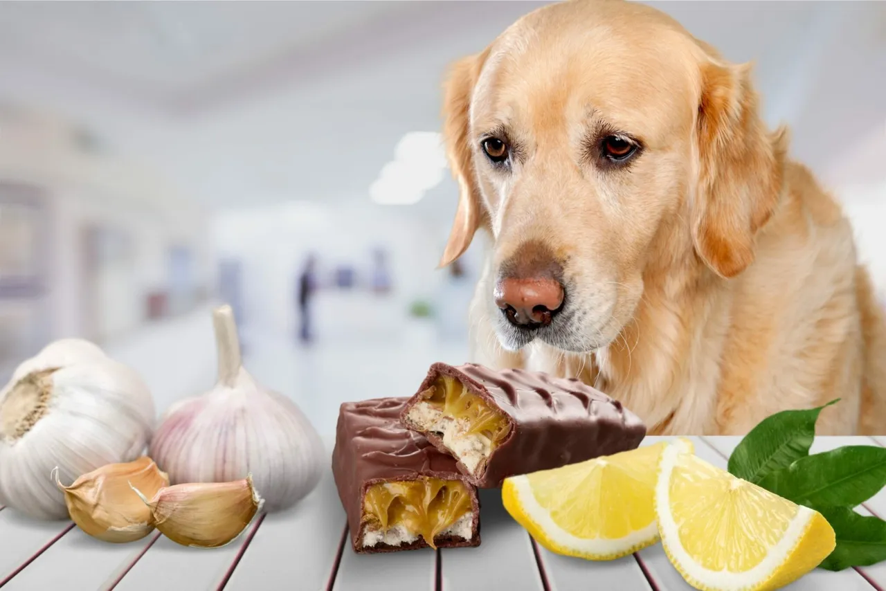 dangereux et toxiques pour les chiens