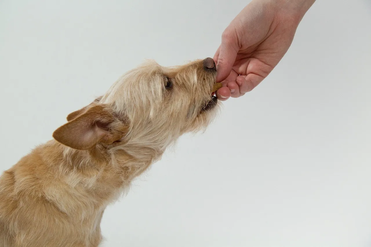 mon chien refuse de prendre ses médicaments
