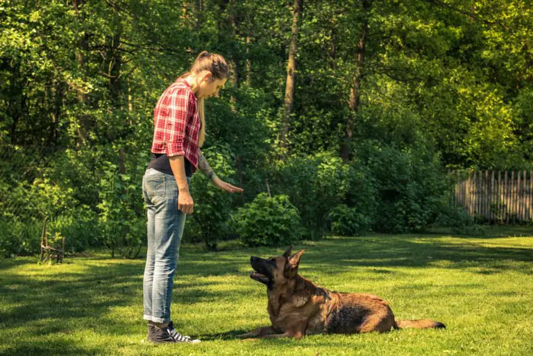 éducateur canin