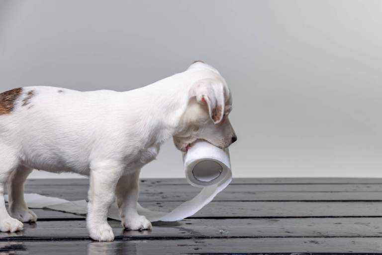 apprendre au chiot à devenir propre 