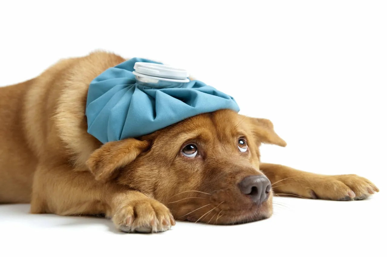 maladie courante chez le chien