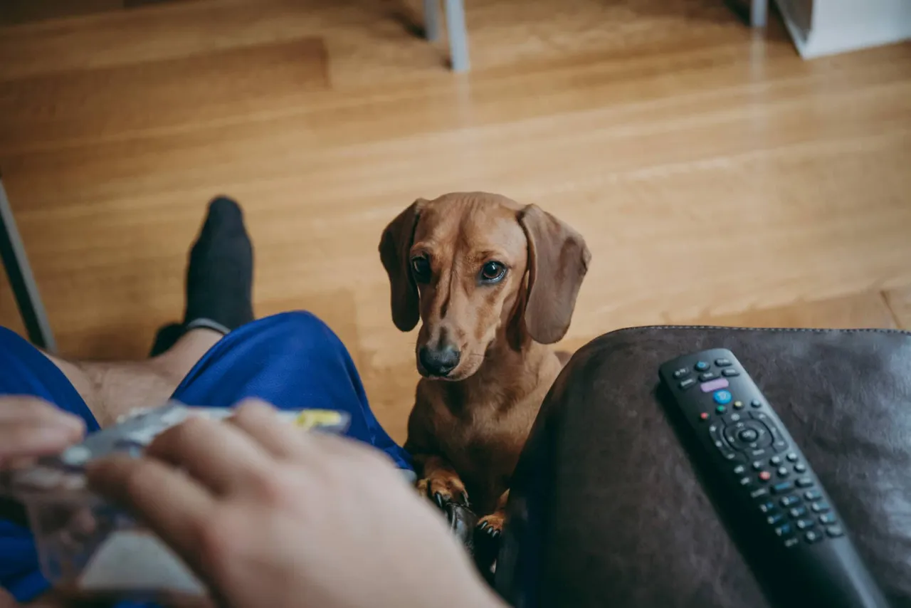 Chien qui quémande